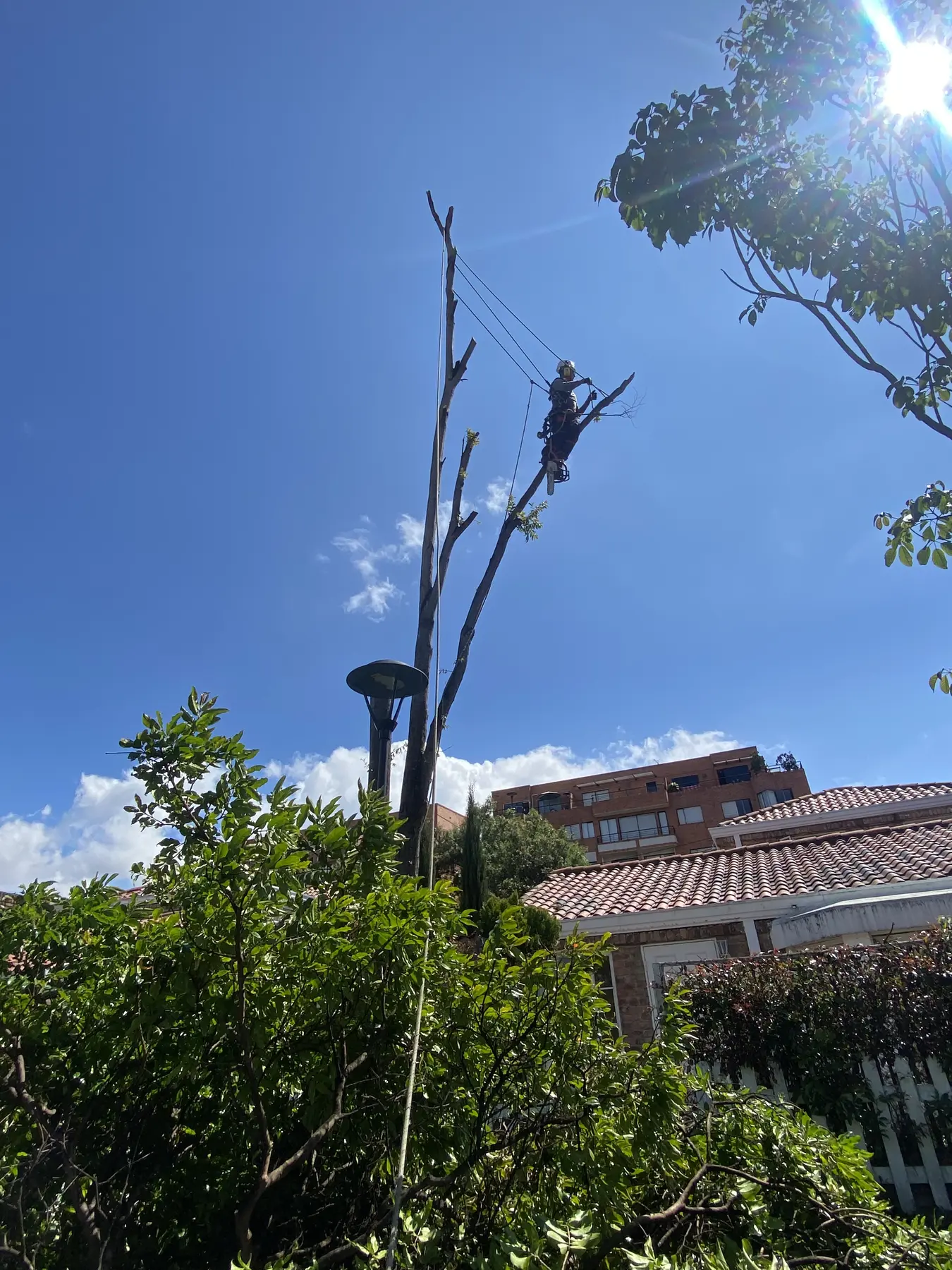 Operario de Grupo Bioingenia ejecutando una intervención forestal en altura