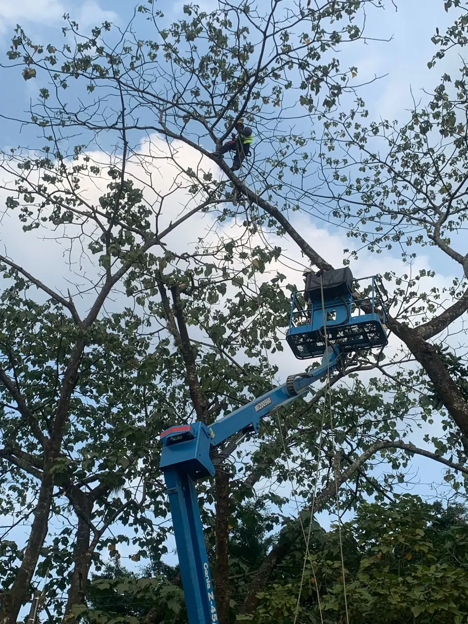 Plataforma elevadora utilizada para una intervención técnica en árboles de gran porte